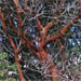 Gnarled branches and distinctive red bark of Pacific Madrone, Arbutus menziesii, Madrono
