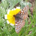 Federally protected Bay Checkerspot butterfly feeding on tidy tips