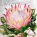 Illustration of Protea cynaroides, the King Protea