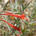 Epilobium canum, formerly Zauschenaria and still called California fuchsia, blooms devilish red in October