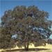 Quercus douglasii, the mighty blue oak