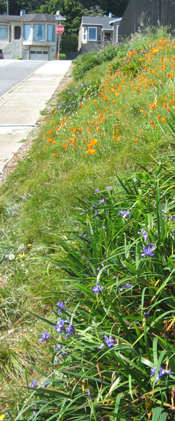 Here, the design chooses two beautiful species as a foundation for all the plantings adjacent to sidewalks: Carex pansa and Pacific Coast Iris. The Pacific Dune Sedge (Carex pansa) looks like a  meadow grass, and it spreads underground by rhizomes like running bamboo.  It grows well in heavy soil (though it prefers sand) and can tolerate sun, drought, and the traffic of dogs. The iris is gorgeous and locally authentic; Its blue flower and long pointed leaf may be as emblematic of San Francisco as any plant I know.