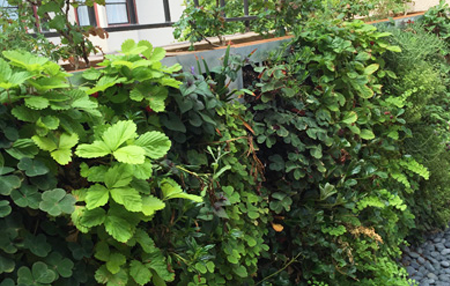 California Native Plants