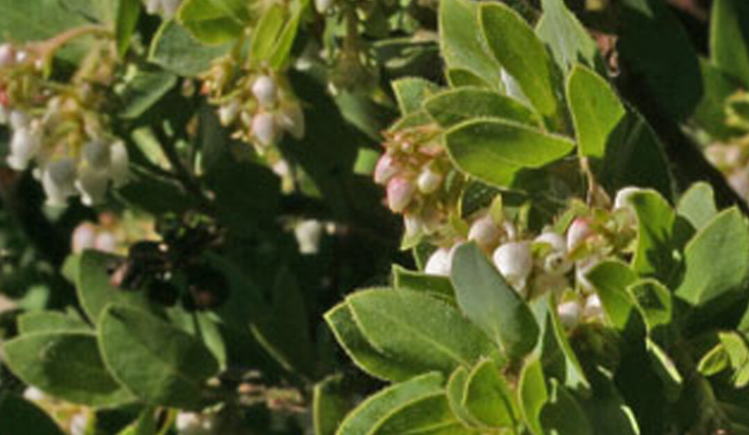 Arctostaphylos montaraensis