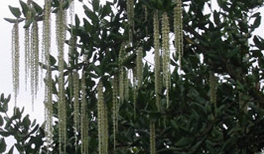 coast silk tassel (Garrya elliptica)