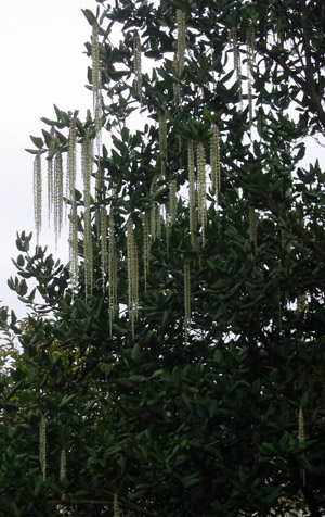 coast silk tassel (Garrya elliptica)