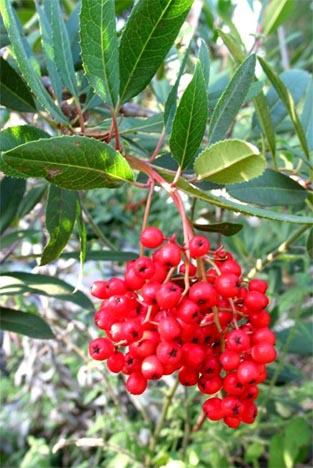 (Heteromeles arbutifolia), a.k.a. the Christmas berry