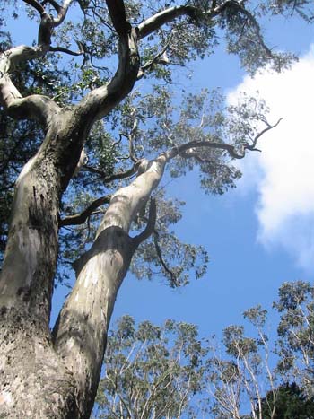 blue gum eucalyptus