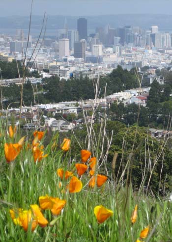 View from Mount Davidson