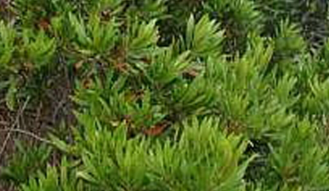 Myrica californica