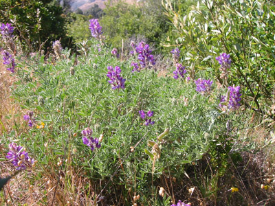  lupine (Lupinus albifrons, L. formosus, and L. variicolor)