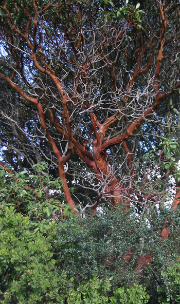 Quercus agrifolia