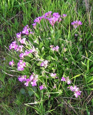 coast rock cress (Arabis blepharophylla)