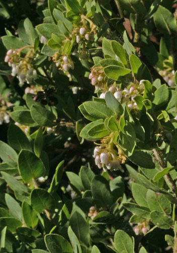 Arctostaphylos montaraensis