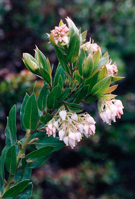 Arctostaphylos manzanita (common manzanita)