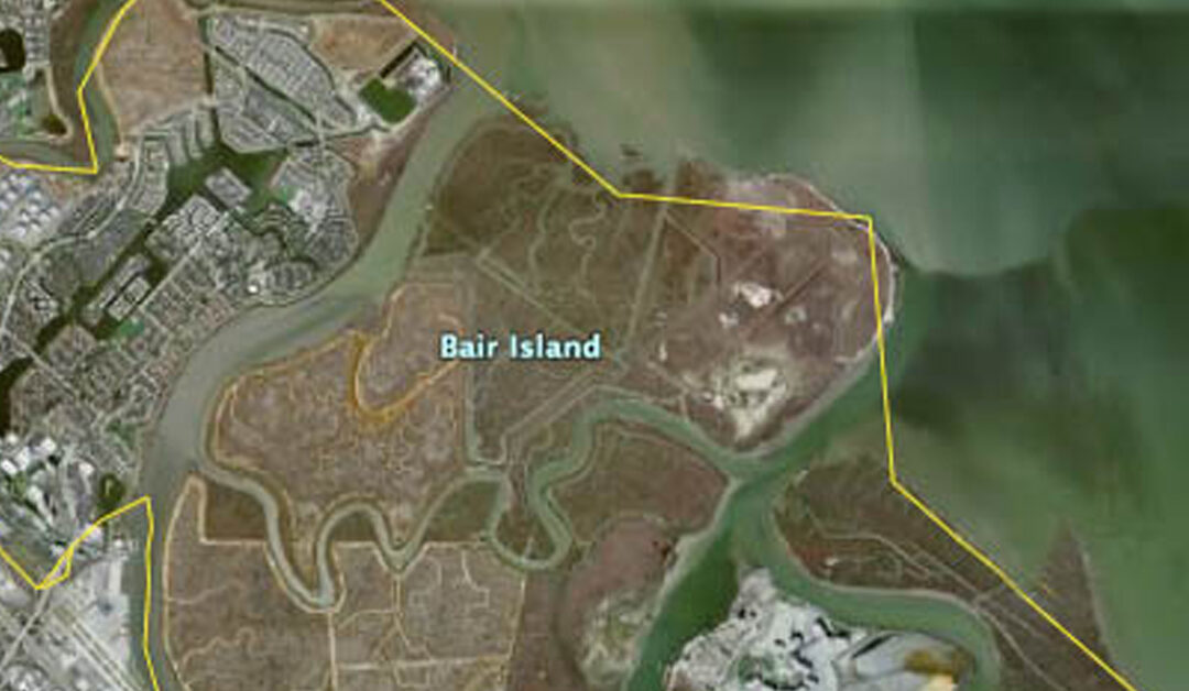 Born from the Salt: Lifecycles of Bair Island