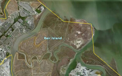 Born from the Salt: Lifecycles of Bair Island