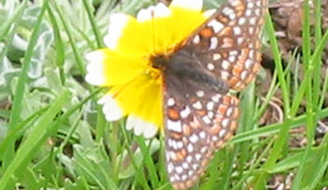 Bay checkerspot butterfly