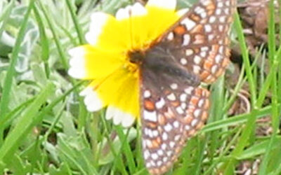 Role-Reversal on Coyote Ridge: Cattle rescue endangered butterfly