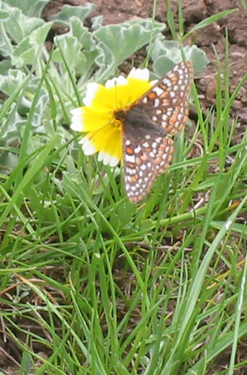 Bay checkerspot butterflies