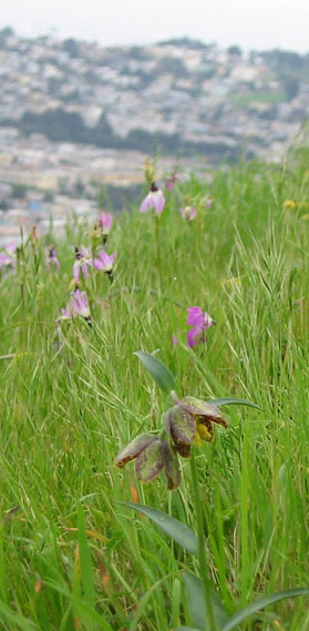 Continue north and uphill, where 20 acres of grassland house other jewels from the pre-Colombian flora. Shooting stars (Dodecatheon spp.), for example, have burst aloft early and prolifically this year; these members of the primrose family develop shuttlecock flowers pointed like rocket ships, peppering the meadow with gorgeous violet flames.