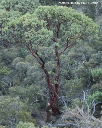 Cedar Mountain Ridge: Journey to the World's Tallest Manzanita