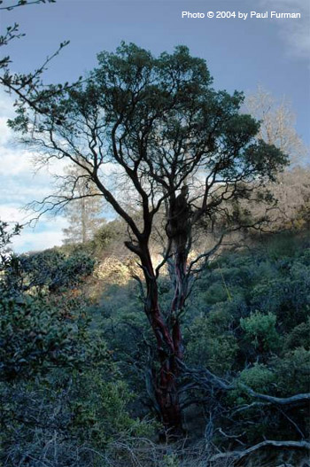 Cedar Mountain Ridge: Journey to the World's Tallest Manzanita