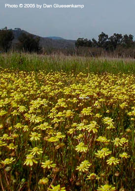 Bouverie Preserve Blennosperma nanum var. nanum