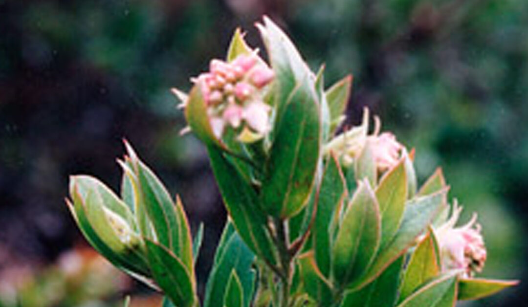 Manzanita Charms Bay Area Terrain