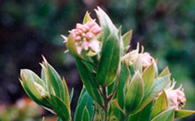 Manzanita Charms Bay Area Terrain