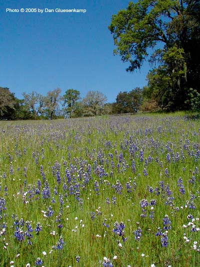 Bouverie Preserve Meadow