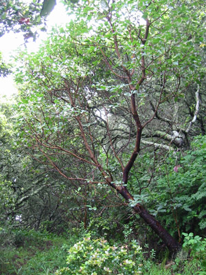 Brisbane Acres and the Blood of the Lamb