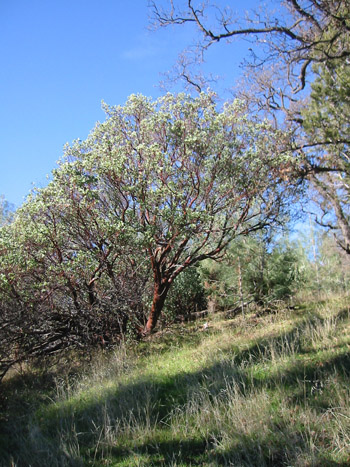 Cedar Mountain Ridge: Journey to the World's Tallest Manzanita