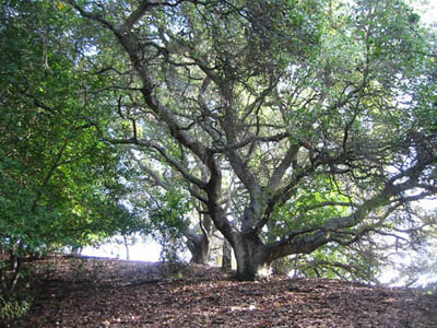 VIEW FROM DINOSAUR PEAK REVEALS EAST BAY TREASURES
