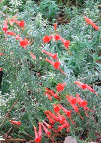 Epilobium canum