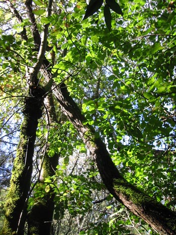 Oregon ash (Fraxinus latifolia)