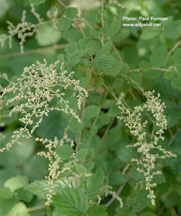 Ocean spray (Holodiscus discolor)