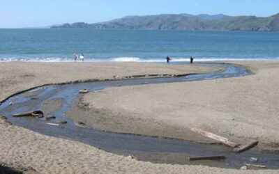 Splashes with Wolves: Lobos Creek is S.F.’s last open waterway