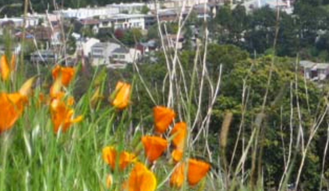 A Wrangling of Species on Mount Davidson