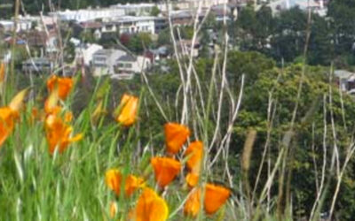 A Wrangling of Species on Mount Davidson