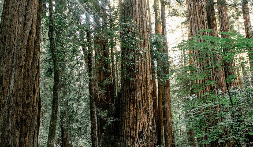 Living Large in Muir Woods