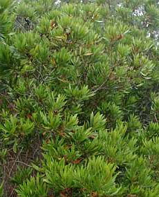 Myrica californica