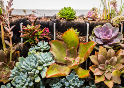 Succulents catch the light in a multitude of colorful hues.