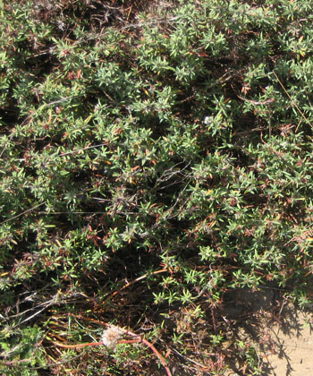 dune knotweed (Polygonum paronychia)