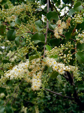 holly-leaf cherry (Prunus ilicifolia) 