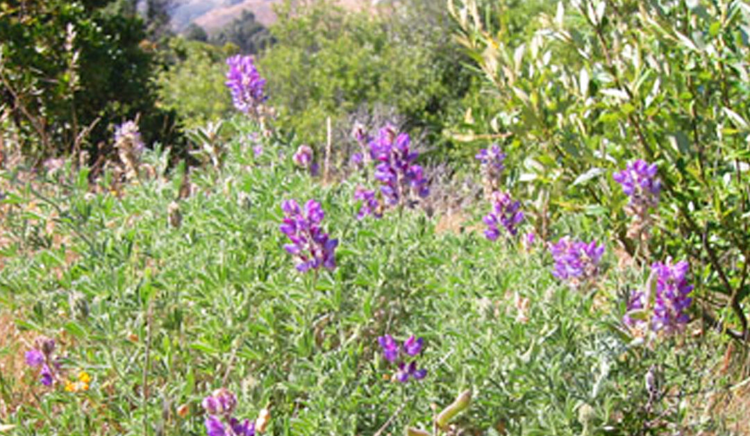 Speak, History: A Congress of Voices on San Bruno Mountain