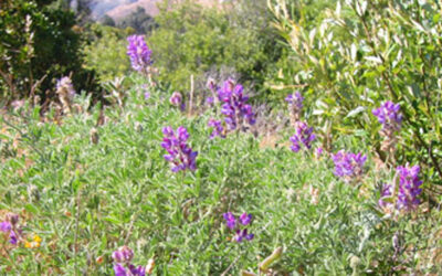 Speak, History: A Congress of Voices on San Bruno Mountain