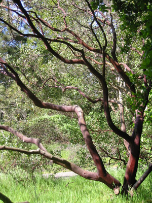 manzanita