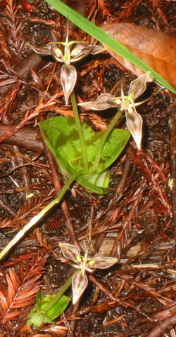 For example, the slinkpod or fetid adder's tongue (Scoliopus bigelovii) emerges from underground in the wet weeks of late January, a low-growing foil to the redwoods' dizzying heights.