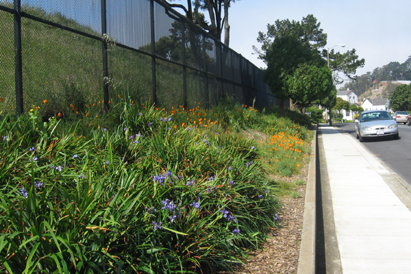 Nice patch of Iris, Carex, and poppy on Agua St.